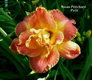 Susan Pritchard Petit (Petit, 2001)